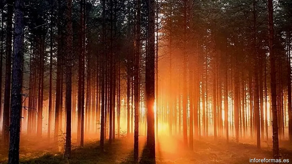 Nerxiagal Foncalgás