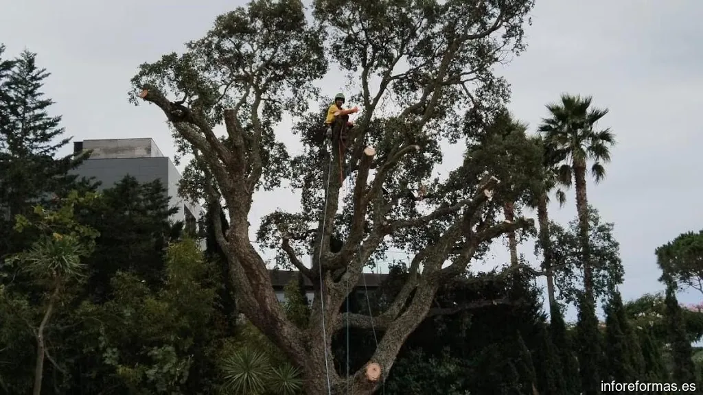 Arbotrep Poda en Altura y Jardinería Integral